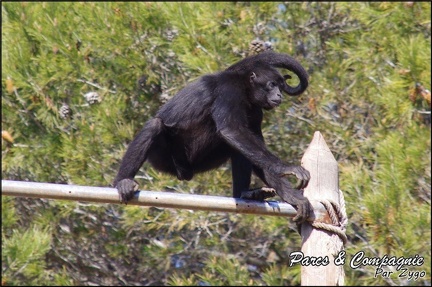 zoo frejus - Primates - atele de colombie - 141