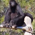 zoo frejus - Primates - atele de colombie - 142