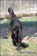 zoo frejus - Primates - atele de colombie - 143