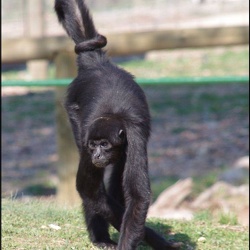 zoo frejus - Primates - atele de colombie