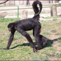 zoo frejus - Primates - atele de colombie - 144