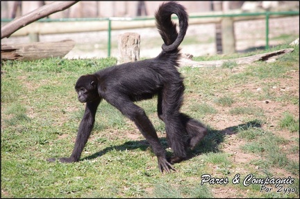 zoo frejus - Primates - atele de colombie - 144