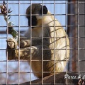 zoo frejus - Primates - autres singes - 148