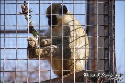 zoo frejus - Primates - autres singes - 148