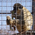 zoo frejus - Primates - autres singes - 149