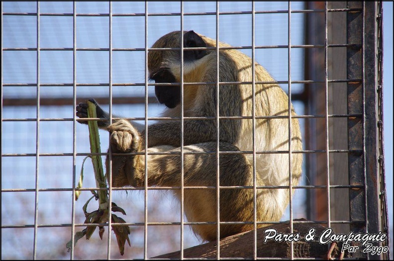 zoo_frejus_-_Primates_-_autres_singes_-_150.jpg