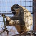 zoo frejus - Primates - autres singes - 150