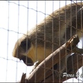 zoo frejus - Primates - autres singes - 151