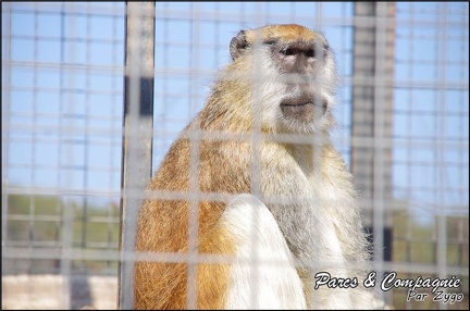 zoo frejus - Primates - autres singes - 152