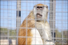 zoo frejus - Primates - autres singes - 153