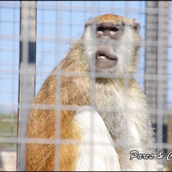 zoo frejus - Primates - autres singes