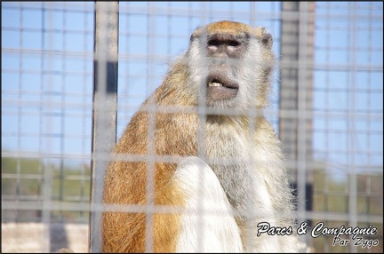 zoo frejus - Primates - autres singes - 153