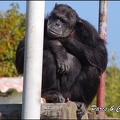zoo frejus - Primates - chimpanze - 163