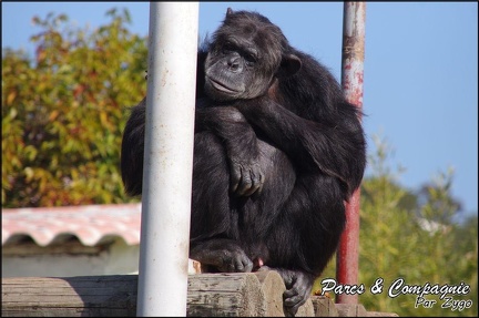zoo frejus - Primates - chimpanze - 163