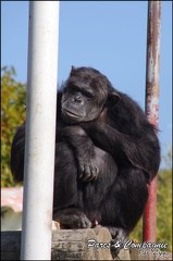 zoo frejus - Primates - chimpanze - 164