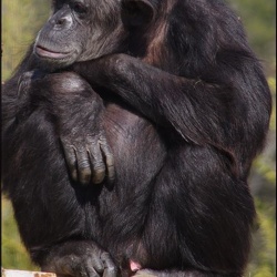 zoo frejus - Primates - chimpanze