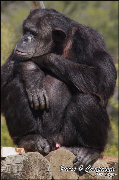 zoo_frejus_-_Primates_-_chimpanze_-_165.jpg