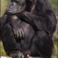 zoo frejus - Primates - chimpanze - 165