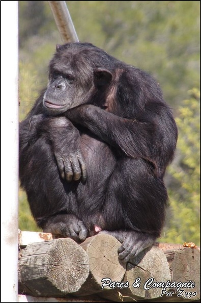 zoo_frejus_-_Primates_-_chimpanze_-_166.jpg