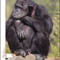 zoo frejus - Primates - chimpanze - 166