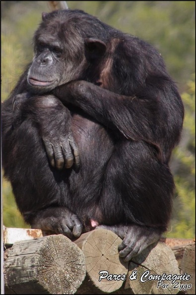 zoo_frejus_-_Primates_-_chimpanze_-_167.jpg