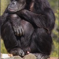 zoo frejus - Primates - chimpanze - 167
