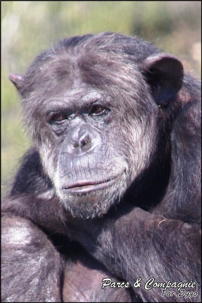 zoo_frejus_-_Primates_-_chimpanze_-_168.jpg