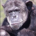 zoo frejus - Primates - chimpanze - 168