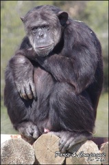 zoo frejus - Primates - chimpanze - 169
