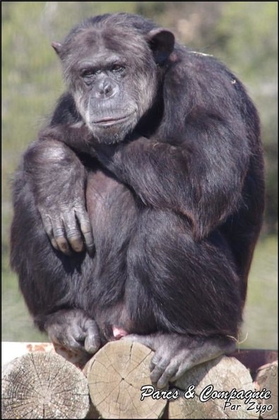 zoo_frejus_-_Primates_-_chimpanze_-_169.jpg