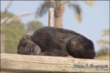 zoo frejus - Primates - chimpanze - 170