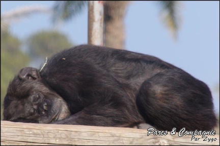 zoo frejus - Primates - chimpanze - 171