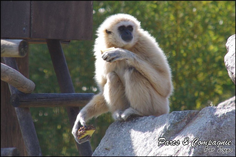 zoo_frejus_-_Primates_-_gibbons_a_mains_blanche_-_172.jpg