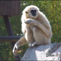 zoo frejus - Primates - gibbons a mains blanche - 172