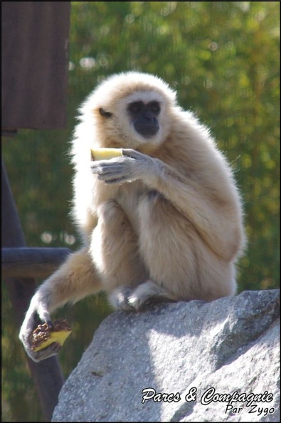 zoo_frejus_-_Primates_-_gibbons_a_mains_blanche_-_173.jpg