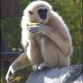 zoo frejus - Primates - gibbons a mains blanche - 173