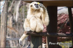 zoo frejus - Primates - gibbons a mains blanche - 174