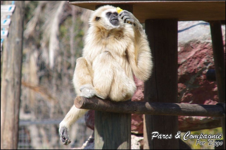 zoo_frejus_-_Primates_-_gibbons_a_mains_blanche_-_174.jpg