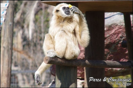 zoo frejus - Primates - gibbons a mains blanche - 174