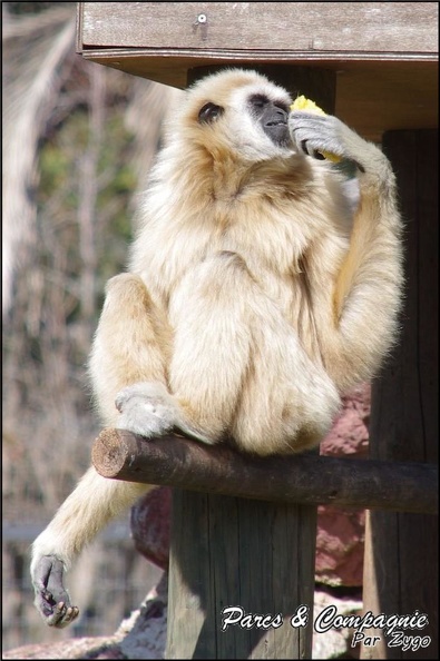 zoo_frejus_-_Primates_-_gibbons_a_mains_blanche_-_175.jpg