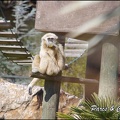 zoo frejus - Primates - gibbons a mains blanche - 177