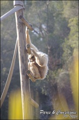 zoo frejus - Primates - gibbons a mains blanche - 178