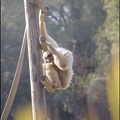 zoo frejus - Primates - gibbons a mains blanche - 178