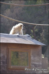 zoo frejus - Primates - gibbons a mains blanche - 179