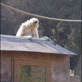zoo frejus - Primates - gibbons a mains blanche - 179
