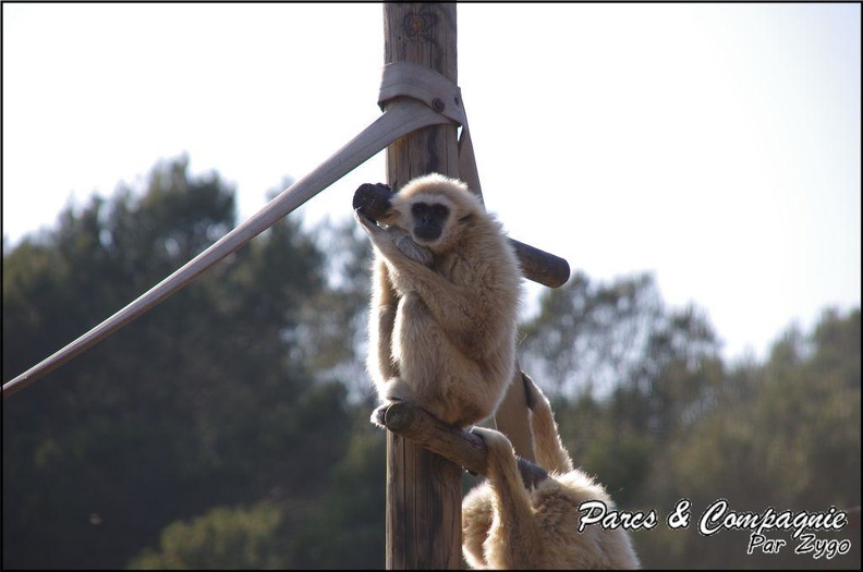 zoo_frejus_-_Primates_-_gibbons_a_mains_blanche_-_180.jpg