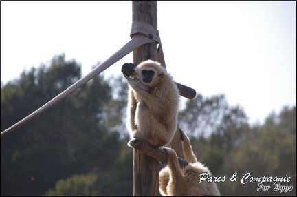 zoo frejus - Primates - gibbons a mains blanche - 180