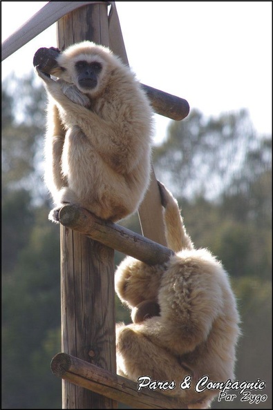 zoo_frejus_-_Primates_-_gibbons_a_mains_blanche_-_181.jpg