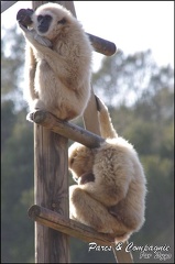 zoo frejus - Primates - gibbons a mains blanche - 182