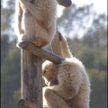zoo frejus - Primates - gibbons a mains blanche - 182